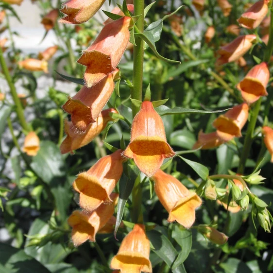 Digitalis 'Walberton's Goldcrest' 3L - image 1