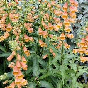 Digitalis 'Walberton's Goldcrest' 3L - image 2