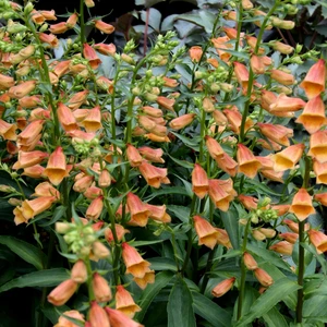 Digitalis 'Walberton's Goldcrest' 3L - image 3