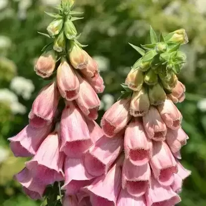 Digitalis x mertonensis 1L