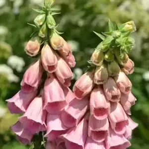 Digitalis x mertonensis 1L