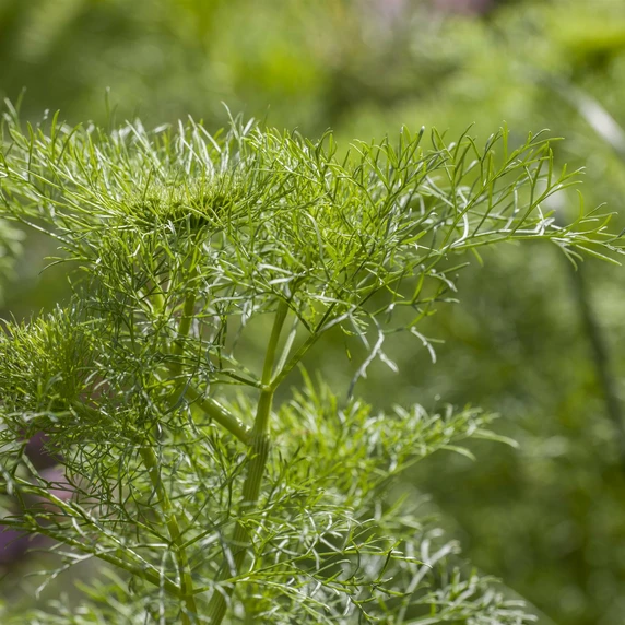 Dill 9cm - image 1