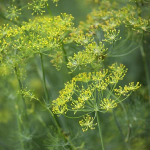 Dill 9cm - image 2