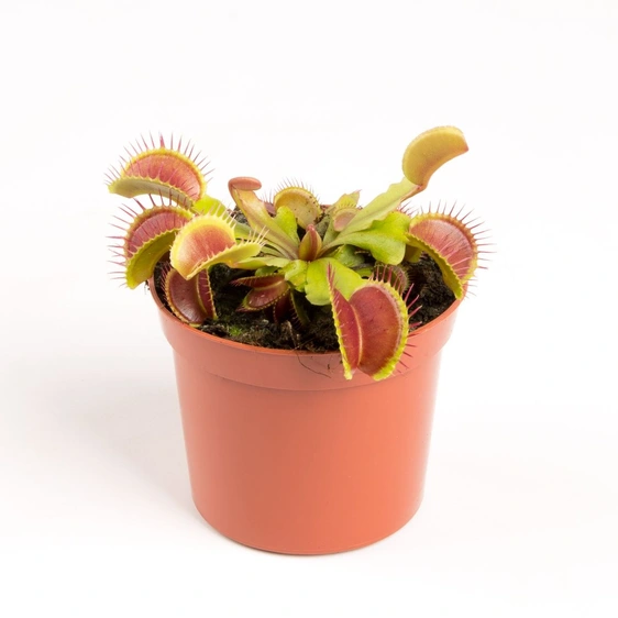 Dionaea muscipula 8.5cm - image 2