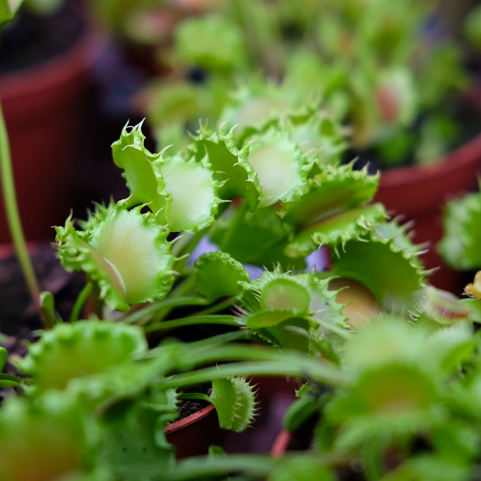 dionaea-muscipula-zipp-