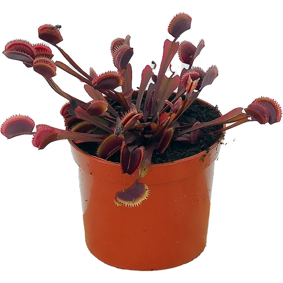 Dionaea muscipula 'Red Pirahna' - image 2