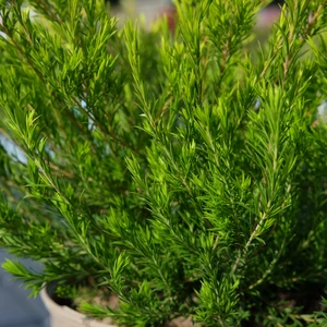 Diosma ericoides 'Sunset Gold' - image 2