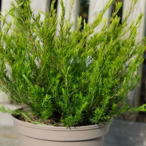 Diosma ericoides 'Sunset Gold' - image 2