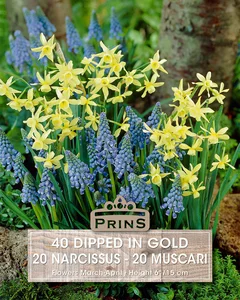 Dipped In Gold Narcissus & Muscari Mix