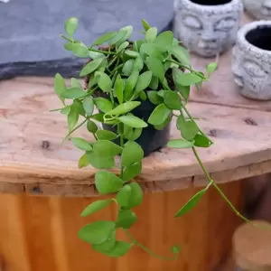 Dischidia singularis 'Apple Leaf'
