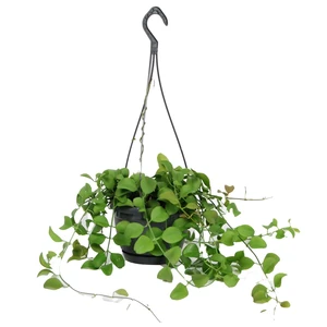 Dischidia 'Geri' 14cm Hanging Pot