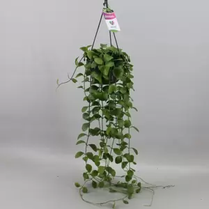 Dischidia imbricata - image 2