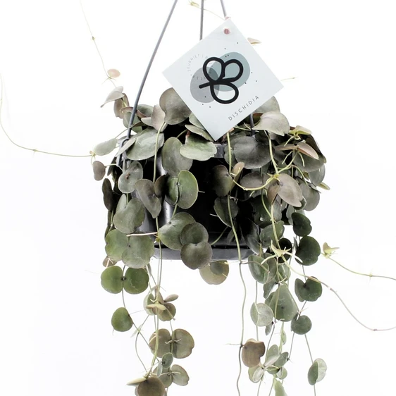 Dischidia pectenoides 14cm Hanging Pot
