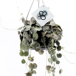 Dischidia pectenoides 14cm Hanging Pot