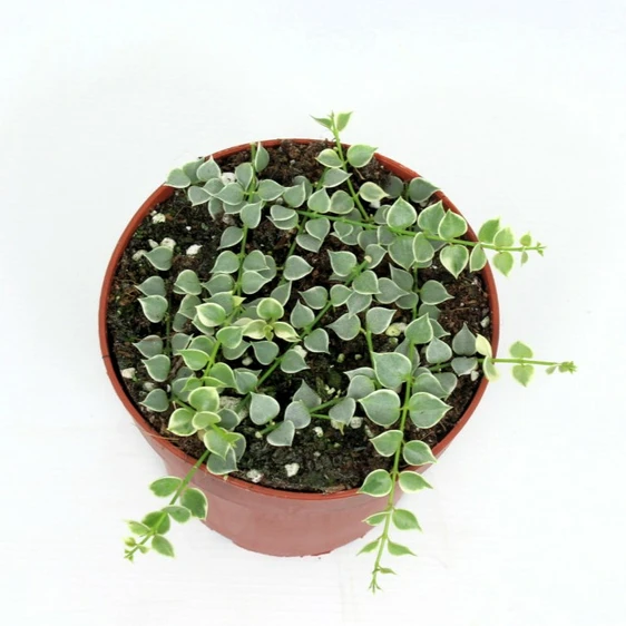 Dischidia ruscifolia 'Variegata' - Million Hearts