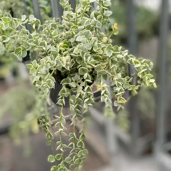 Dischidia ruscifolia 'Variegata' - Million Hearts - image 2