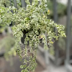 Dischidia ruscifolia 'Variegata' - Million Hearts - image 2