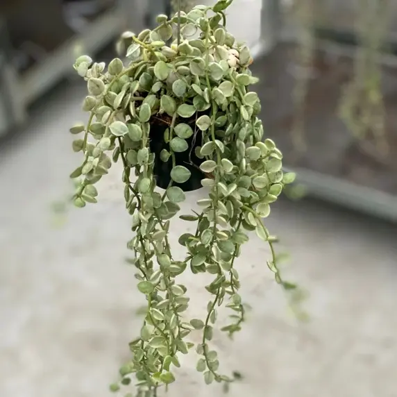 Dischidia ruscifolia 'Variegata' - Million Hearts - image 1