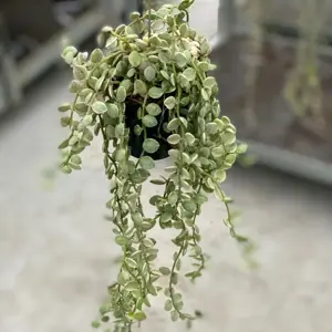 Dischidia ruscifolia 'Variegata' - Million Hearts