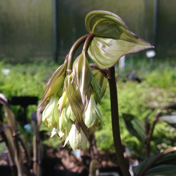 Image Credit: By Lyonothamnus - Own work, CC BY-SA 4.0