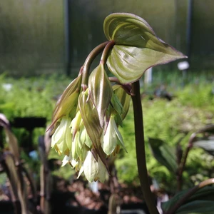 Image Credit: By Lyonothamnus - Own work, CC BY-SA 4.0