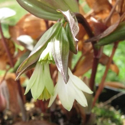 Image Credit: John Jearrard