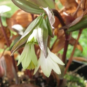 Image Credit: John Jearrard