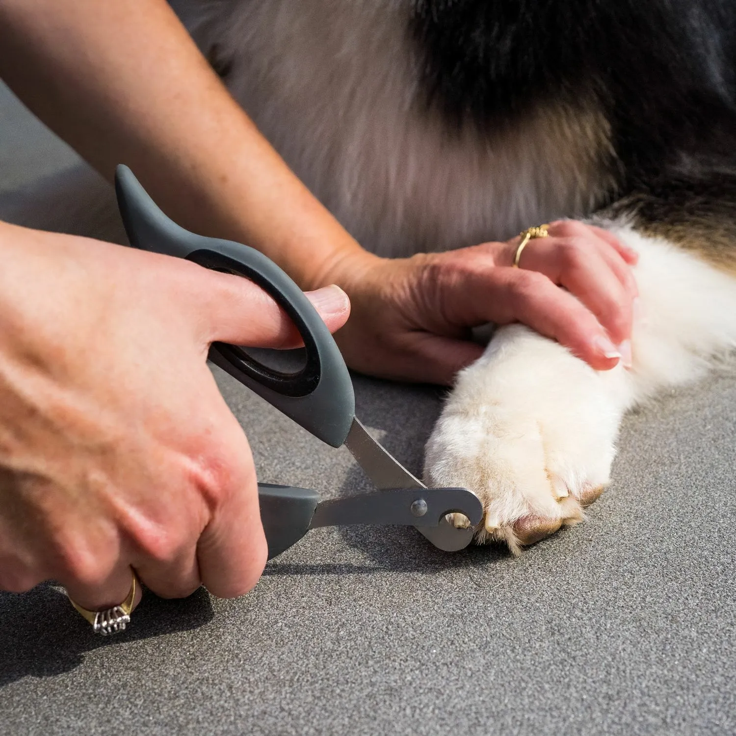 Dog Claw Scissors Cowell's Garden Centre Woolsington