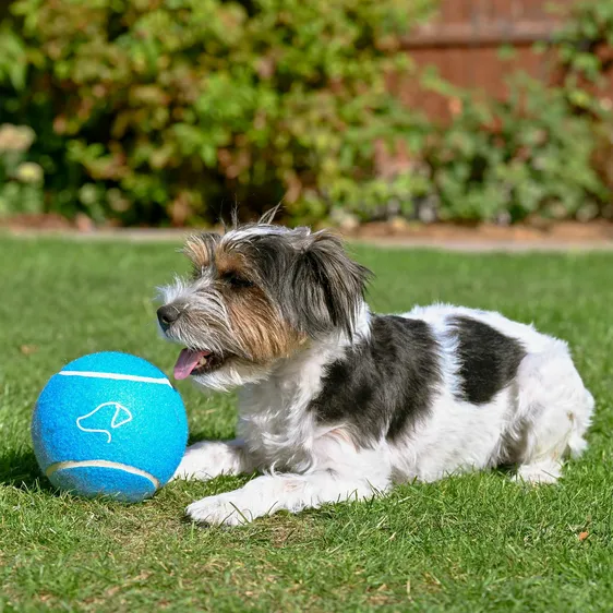 Dog Jumbo Tennis Ball