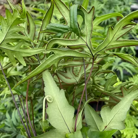 Doryopteris pedata - image 3