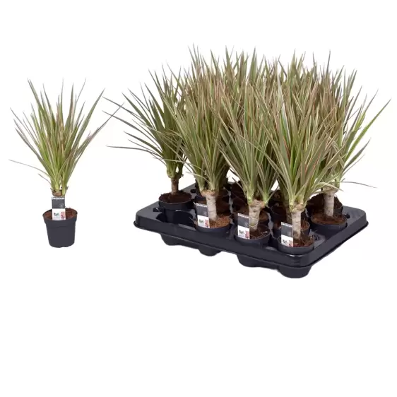 Dracaena marginata 'Bicolor' 5.5cm