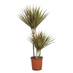Dracaena marginata 'Bicolor' 21cm - image 2