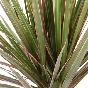 Dracaena marginata 'Bicolor' 21cm - image 1