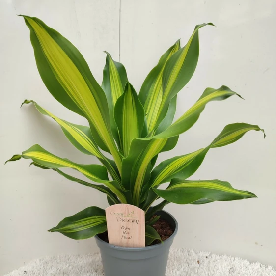 Dracaena fragrans 'Burley'