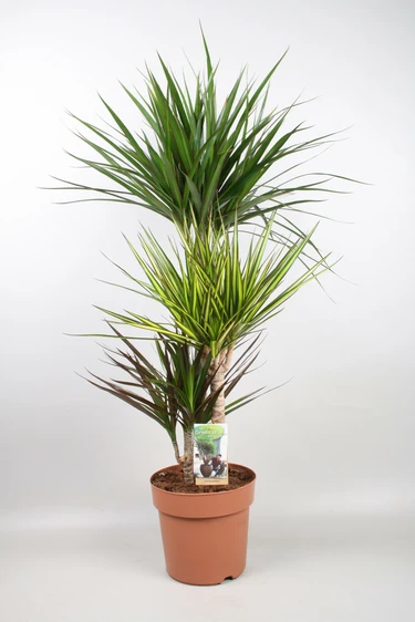 Dracaena 'Carnaval'