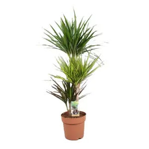 Dracaena 'Carnival'