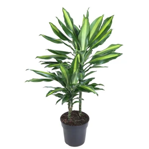 Dracaena fragrans 'Cintho'
