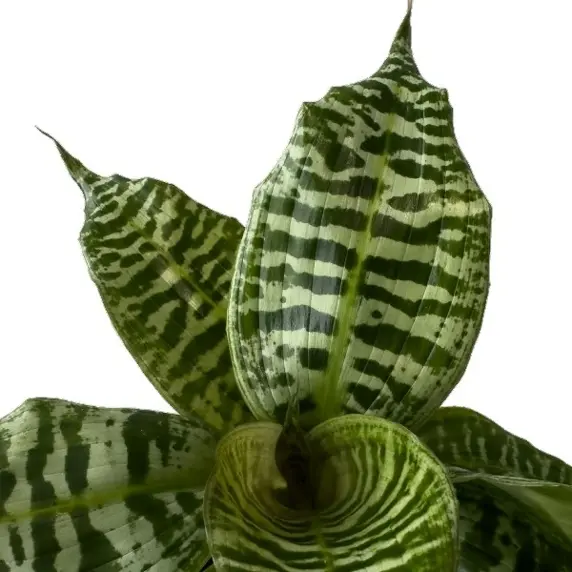 Dracaena 'Goldieana' - image 1