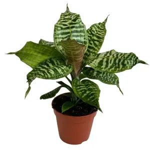 Dracaena 'Goldieana' - image 2