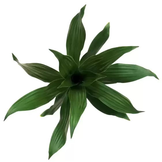 Dracaena fragrans 'Green Jewel' - image 1
