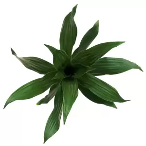 Dracaena fragrans 'Green Jewel' - image 1