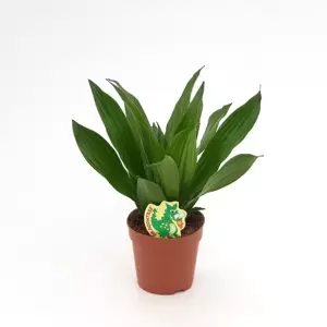 Dracaena fragrans 'Green Jewel' - image 2