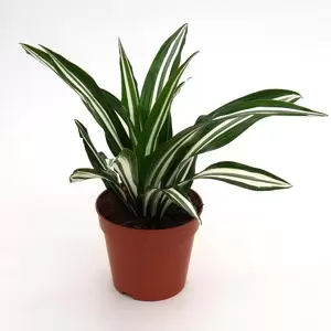 Dracaena fragrans 'Green White' - image 1