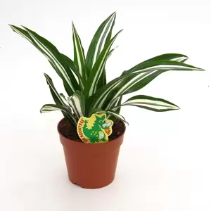 Dracaena fragrans 'Green White' - image 2