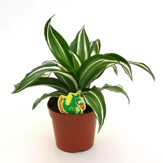 Dracaena fragrans 'Jade Jewel' 12cm - image 2