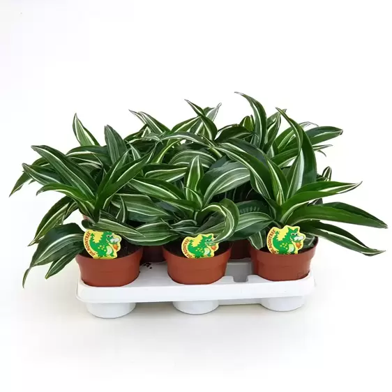 Dracaena fragrans 'Jade Jewel' 12cm - image 3