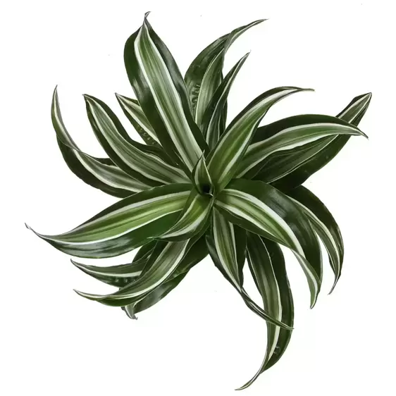 Dracaena fragrans 'Jade Jewel' 17cm - image 1