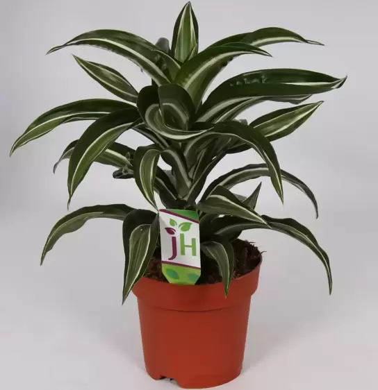 Dracaena fragrans 'Jade Jewel' 17cm - image 4