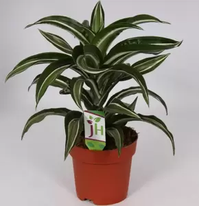 Dracaena fragrans 'Jade Jewel' 17cm - image 4