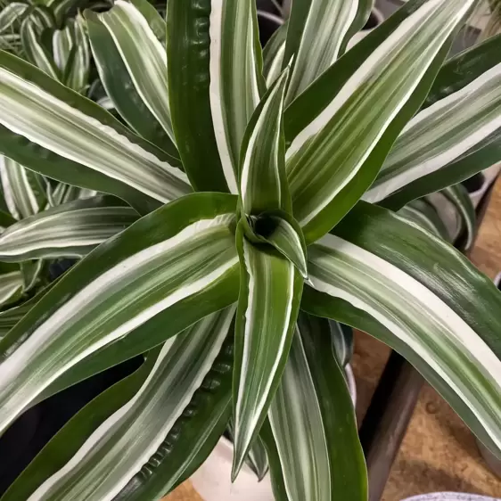 Dracaena fragrans 'Jade Jewel' 17cm - image 2